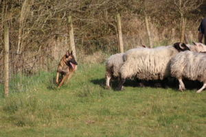 PUTIRA kennel best ever sheepdogs